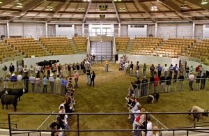 Future Farmers of America students score Angus heifers and market hogs during the judging competition of the 83rd annual Missouri FFA Convention on April 14th at the Trowbridge Livestock Center. Students were given 12 minutes per category of animals to inspect and score the livestock.